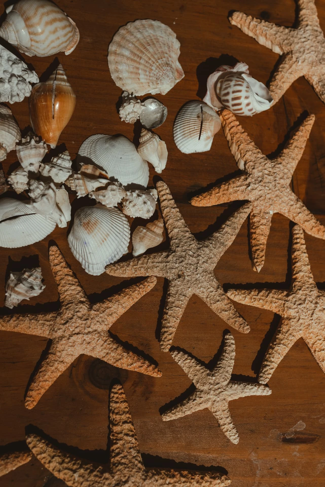 Seashells and dried starfish scattered on a warm wooden table
